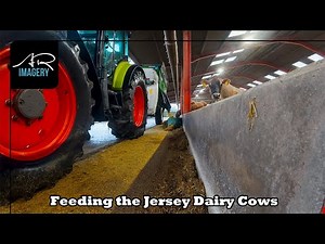 Lets Feed the Jersey Dairy Cattle | Plus Robots & the Bull