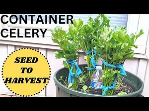 How to grow CELERY in CONTAINERS