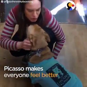 4.9M views · 94K reactions | This woman decided to adopt a dog who looks like NOBODY else — then she found out he had a brother who was also stuck in the shelter  | The Dodo | Facebook