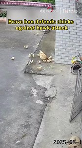 A brave mother hen fights bravely to protect her chicks from a swooping hawk! With wings spread and courage unshaken, she proves a mother's love knows no fear. #Trending For more: https://english.cctv.com/ | CCTV