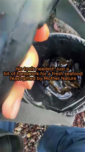 Hand Harvesting Dungeness Crab and Mussels Safely