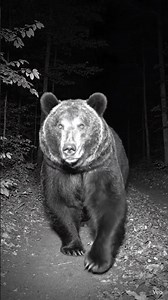 Biggest Black Bear I’ve Ever Seen on Camera.
