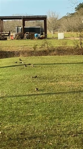 Feeling Frisky this morning | Kern's Landing