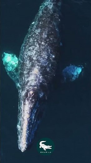 Gray Whale: The Ocean’s Ultimate Traveler 🐋🔥