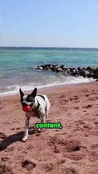 The ultimate destination for every Boston Terrier fanatic!