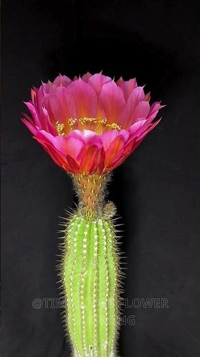Watch a Cactus Bloom in Stunning Time-Lapse #timelapse #beautiful #flowers #nature #cactus