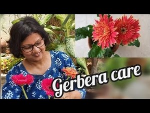 how to take care of Gerbera Daisy in summer, a complete guide to grow it successfully
