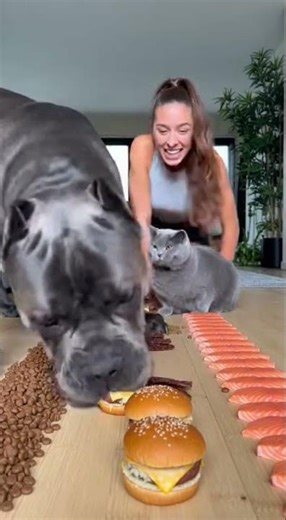 Funny Dog Challenges, Races & Eating Contests! #PawChallengeTV, #FunnyDogs, #DogRaces