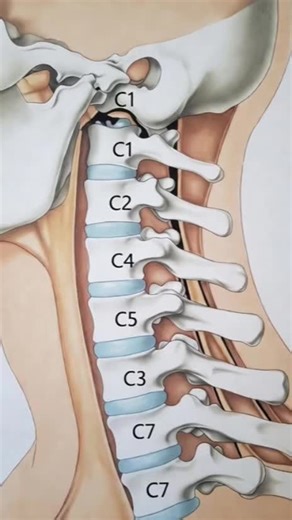 ‏#3dmedico #spinalcord | Spinal Decompression
