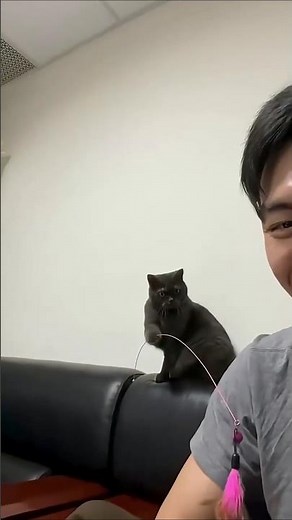 The Smartest Cat Moments Ever Recorded 🐱 #cat