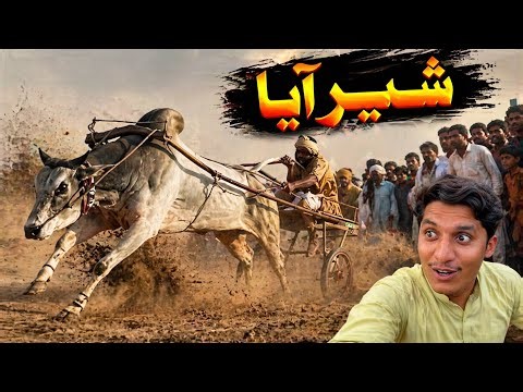 New Bailon Ka Jalsa 😱 Bull Race Shugar Miles بیلوں کا میلہ خطرناک جلسہ مظفرگڑھ