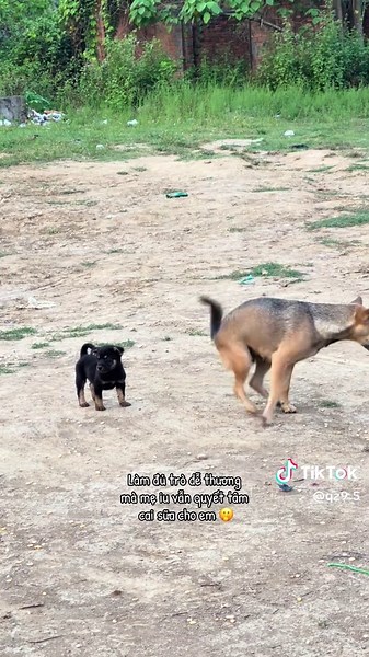 Quyết Tâm Cai Sữa Của Người Mẹ Yêu Con