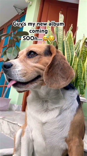 Dil mera senti hai 🥲😇#shorts #beagle #beagleindia #cutedog #beaglelife #viral #sentimentos