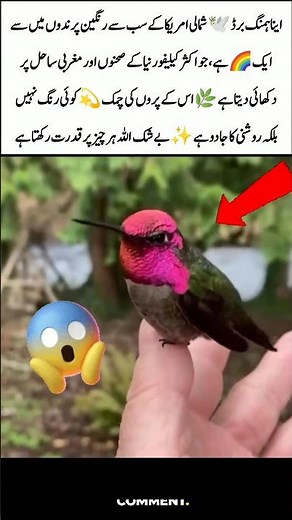 Anna’s Hummingbird – Nature’s Colorful Miracle