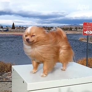 "Ruff, ruff!" That's dog for, "Let's go to the dog park!" 🐶 | America's Funniest Home Videos