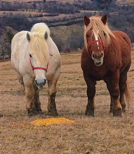 #percheron #koni #horsesoftiktok #arden