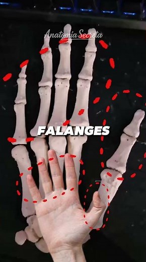 🖐️ These are the 27 bones in your hand