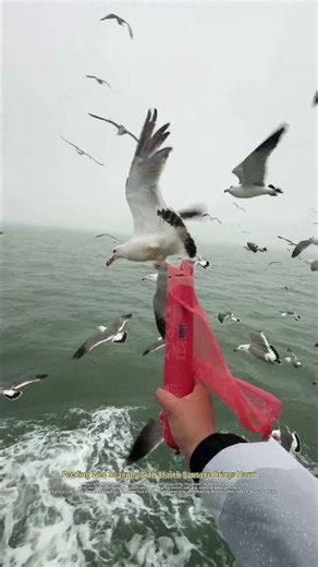 Coastal Tourists Feed Flocks of Seagulls With Unhealthy Starch Sausage
