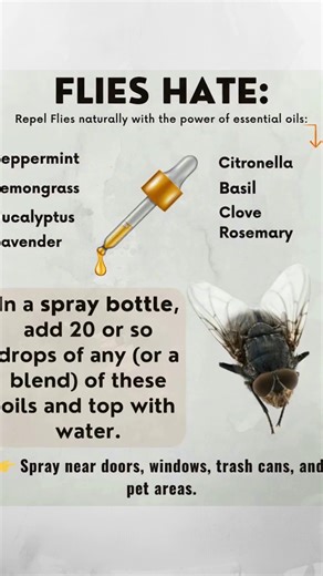🪰 FLIES HATE THESE ESSENTIAL OILS! No harsh chemicals—just nature’s defense in a bottle. • Peppermint – Overpowers their senses • Lemongrass – Disrupts landing zones • Eucalyptus – Sharp scent deters instantly • Lavender – Pleasant for you, repelling for them • Citronella – Classic fly & mosquito repellent • Basil – Strong herbal scent keeps flies out of the kitchen • Clove – Repels houseflies and fruit flies • Rosemary – Earthy and potent against flying pests 💧 DIY Spray: Add 20 drops (single