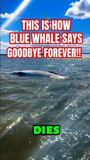 What Actually Happens When a Blue Whale Dies?