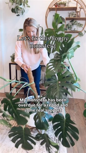 Dana Carpenter | Houseplant care on Instagram: "The secret to a fuller, healthier Monstera? It starts with support. 🌿 In nature, Monsteras climb trees for light, stability and strength, so when they flop over in our homes, they’re missing the structure they rely on to thrive. Mine was long overdue for a repot and a sturdier trellis. The coco coir pole had completely rotted out and the roots were ready for fresh, chunky soil. Since I’m potting directly into this decorative planter, I kept the dr
