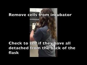 Day 1 MTT Assay Video Protocol_ Cell Block