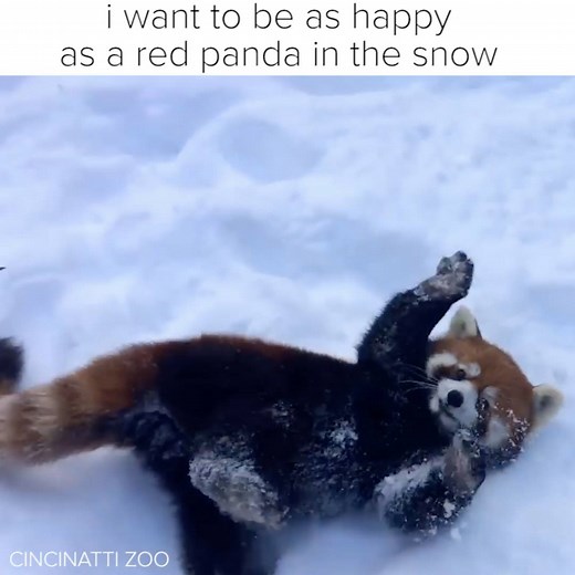 Happy International Red Panda Day | BuzzFeed Animals