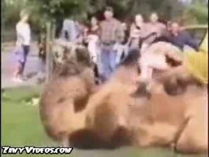 Spitting camel !
