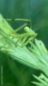 VERTICAL VIDEO: Newborn green Praying Mantis sits on top of ear and washing. Close-up of baby mantis insect (Nymph form), in background green grass and blue sky
