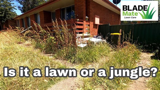 From Ugly to Beautiful: Tall Grass Mowed and Yard Transformed