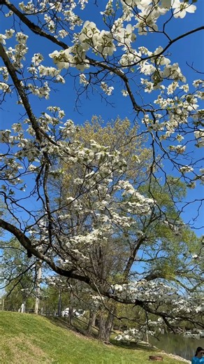 Who’s counting down until cabin season? 🙋🏼‍♀️ All Riverside cabins will be reopening soon, and three of our cabins are already open and ready for guests. Get ready for river views, quality family time, and relaxing Smoky Mountain stays in Sevierville, TN. An official full reopening date is coming soon! | Riverside Rv and Resort