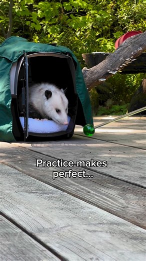 Have you met Skookum? This young Virginia opossum is ready to meet you at one of our Ambassador Animal theaters or summer programs. These incredible marsupials help keep the environment healthy and clean by eating bugs like ticks, rotting fruit and carcasses. | Woodland Park Zoo