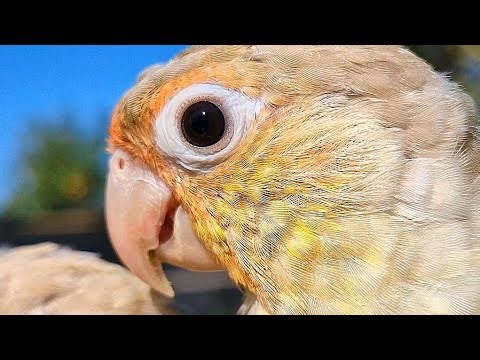 Relaxing bird sound : Is this really a blue conure bird? 🦜🦜🐦 Blue pineapple conure parrot sound.
