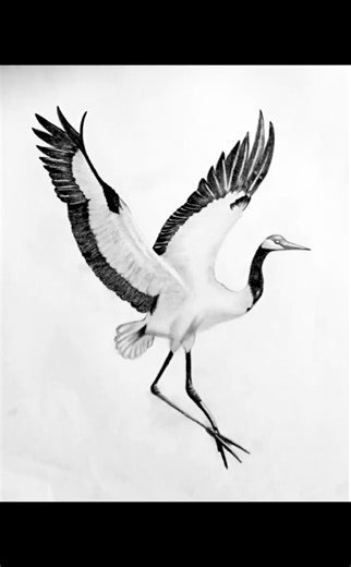 #realistic bird drawing step by step