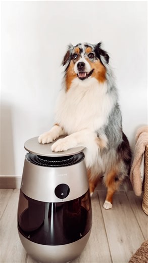 𝚃𝚂𝚄𝙺𝙸 🐶 on Instagram: "On a adopté une soucoupe volante … enfin c’est ce que je pensais ! En réalité , c’est le Dreame AP10, un purificateur d’air pensé pour les foyers avec des animaux. Poils volants, odeurs et air plus sain à la maison depuis son arrivée et comme le dit l’adage (enfin Tsuki) : Quand l’air est clean, la sieste est meilleure ! Merci @dreame_fr #bergeraustralien #purificateurdair #dreameap10 #petfriendly *Produit Offert"