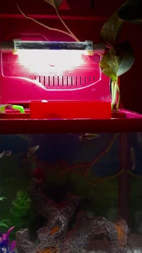 “My Beautiful Guppy Fish Tank Setup 🐠✨| Small Aquarium, Big Happiness 💙 | Easy Setup & Care Guide”