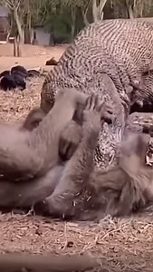 19K views · 144 reactions | Komodo eats monkey. #monkeys #komodo #dragon #monkey #monkeyseemonkeydo #monkeysofinstagram #monkeylove #wildanimals #wildlife #naturephotography #foryou | Wildlifetobe | Facebook