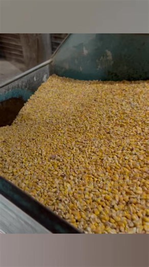 🚜 Bulk Feed Options Available! While we don’t have a bulk truck, we can still take care of your bulk feed needs! We’re able to load bulk feed into creep feeders or steer stuffers, and we also offer Super Sacks for easy handling. Super Sacks are available in 1-ton or ½-ton sizes, depending on the texture of the feed. Give us a call or stop in to see which option works best for you! 231-791-5005 | Reed City Feed & Supply