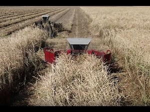Whole Stalk Cane Cutting and Loading - Louisiana 2019 Grinding 4K