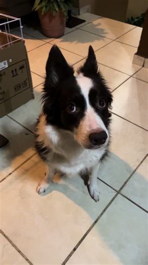 Engaging Storytime with Adorable Border Collie Puppies