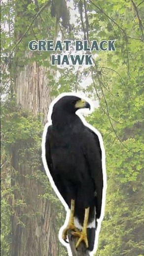 Great black hawk - Pure Nature Sounds!
