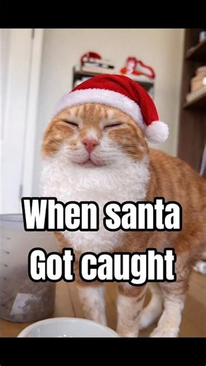 Nervous Santa Cat Gets Grilled by Homeowner 🤣🏠