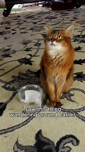 Creepy crawly alert! In case you’re not a fan of bugs. I am though and look at what I found! You can find out the story and the full video here - https://www.sparklecat.com/diary/i-caught-a-bug-sort-of-video @topfans | Sparklecat.com featuring Summer