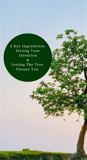 1.4K views · 41 reactions | Here’s why setting your intention and letting the tree call you in is so important when you are learning to tune in! #trees #natureinspired #Treetalk #frequency #newearth | Deep Root Connections | Facebook