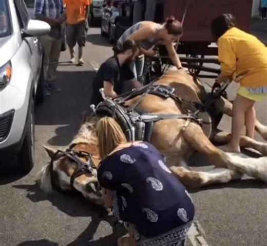 The horse collapsed in 36-degree heat while pulling tourists uphill 👇𝐕𝐢𝐝𝐞𝐨 𝐢𝐧 𝐭𝐡𝐞 𝐜𝐨𝐦𝐦𝐞𝐧𝐭𝐬! Follow the link. 👉👉 https://reliable.armpressmedia.com/2025/06/28/horse-collapsed-in-36-degree-heat-while-pulling-tourists-uphill-shocking-video-in-the-comments/ | Animal wonderland