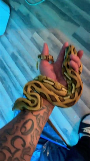 Purple Lavender reticulated python