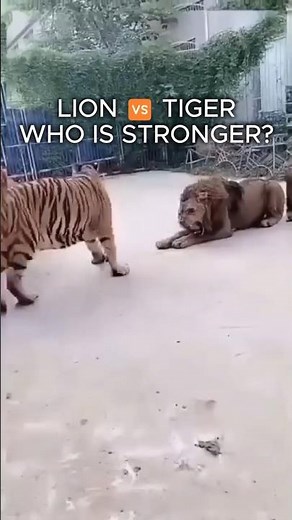 Lion vs Tiger: Size, Strength & Facts 🦁🐯 #shorts #animals #wildlife
