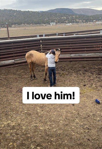 Wild Mustang Training: Building Bonds with Horses
