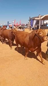Kare Temothuo Bokamoso Jo Bonte What Agriculture will do to is to tempt you, to entice you, to lure you into its Realm because it comes with unparalleled beauty o bo o lemoga gore to generate food for the country and wealth for you is such a beautiful exercise These animals are on display at the Moshupa District Agriculture Show waabona and going for Auction this afternoon, following the horse race operation palama o kuwe ka gore e monate ko godimo. Ladies and Gentlemen, tsogang leye Moshupa Agr