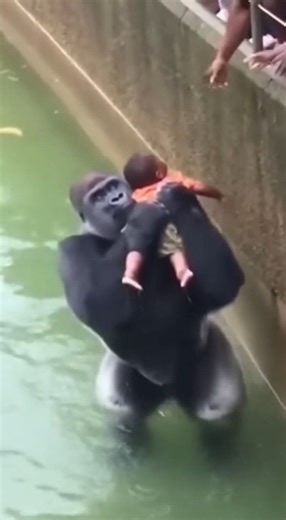 Harambe lives. 🦍🙏 | Sok Kimleng